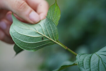 Hand h&auml;lt das Blatt auf dem ein Insekt sitzt