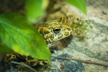 Green toad is hidden under the leaf. Water reptile. Frog in the leaf