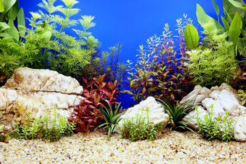 Beautiful planted tropical freshwater aquarium.