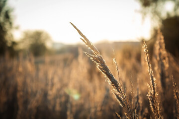 Lonely blade of grass in the field. It's morning time