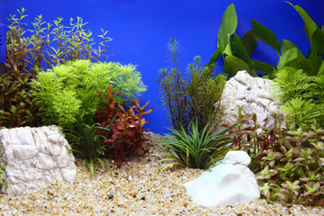 Beautiful planted tropical freshwater aquarium.