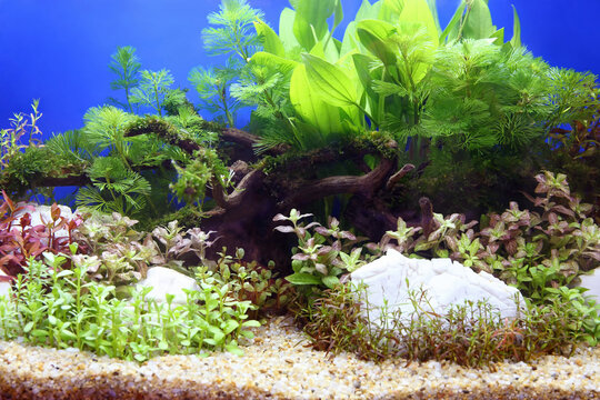 Beautiful planted tropical freshwater aquarium.