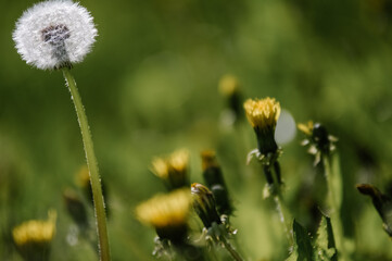 Kompozycja traw i roślin na rozmytym tle © Monika