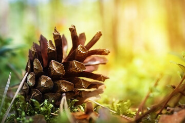 Pine cone in a green forest. Shine is lit by sunlight