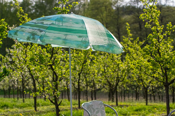 Parasol przeciwsłoneczny rozstawiony w sadzie na tle drzewek owocowych - obrazy, fototapety, plakaty