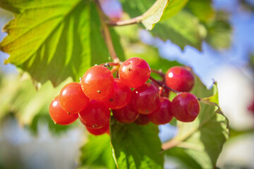 Red, beautiful bush of guelder rose. Red berries guelder rose