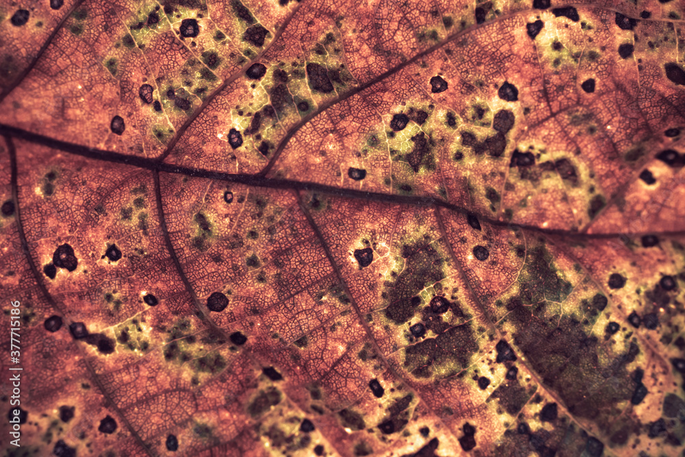 Poster close up detail of a old leaf plant. beautiful background pattern for design.