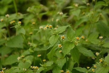 Guasca flowers (Galinsoga parviflora), a wide distributed invasive species.