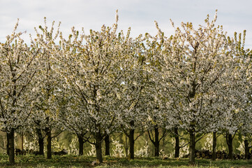 Widok kwitnących drzewek owocowych rosnących w rzędach w sadzie © Monika