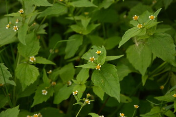 Guasca flowers (Galinsoga parviflora), a wide distributed invasive species.