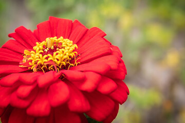 The beautiful flower is close. Red flower on the garden. Macro photo