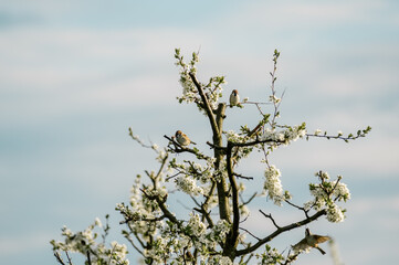 Kompozycja wiosenna małe ptaki siedzące na kwitnącej wiśni