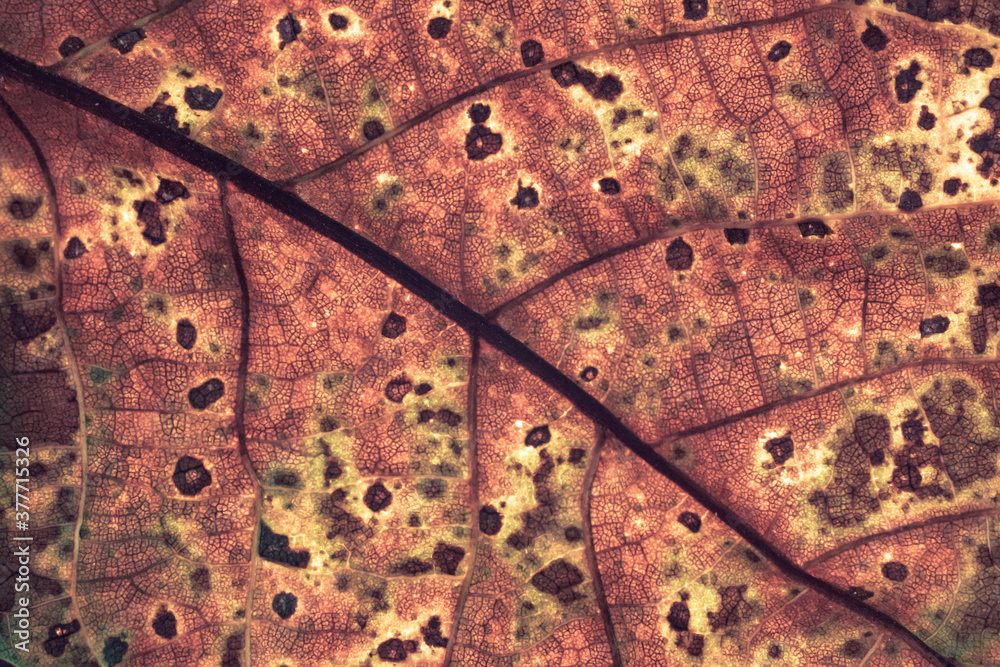 Poster close up detail of a old leaf plant. beautiful background pattern for design.
