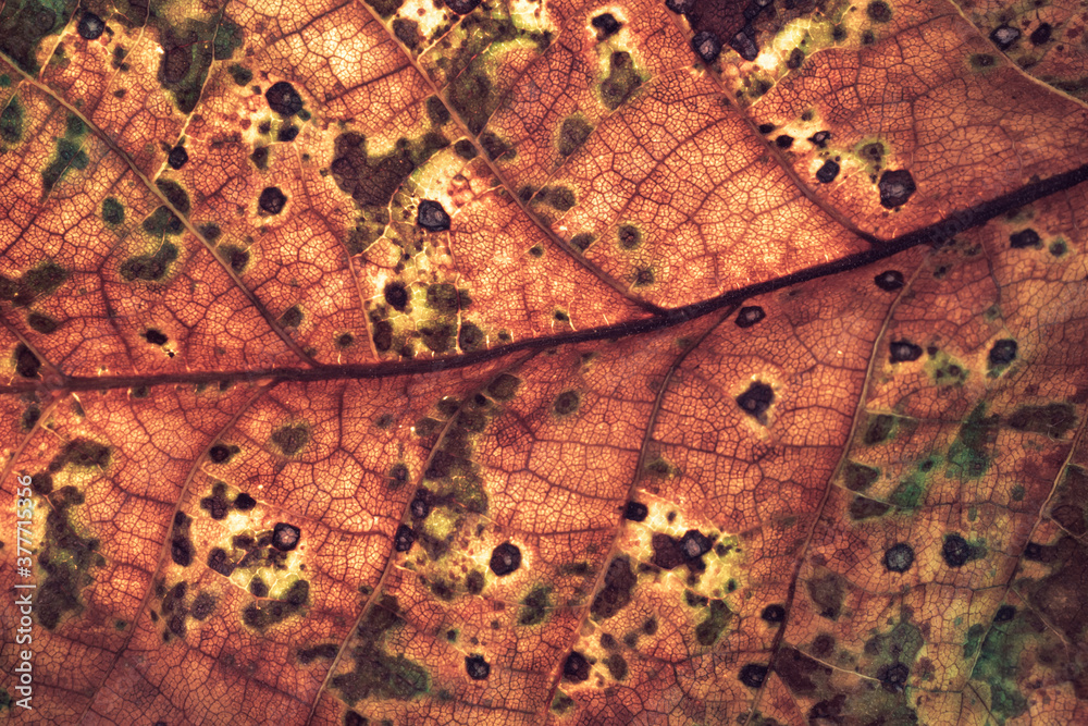 Poster close up detail of a brown leaf plant. beautiful background pattern for design. macro photography vi