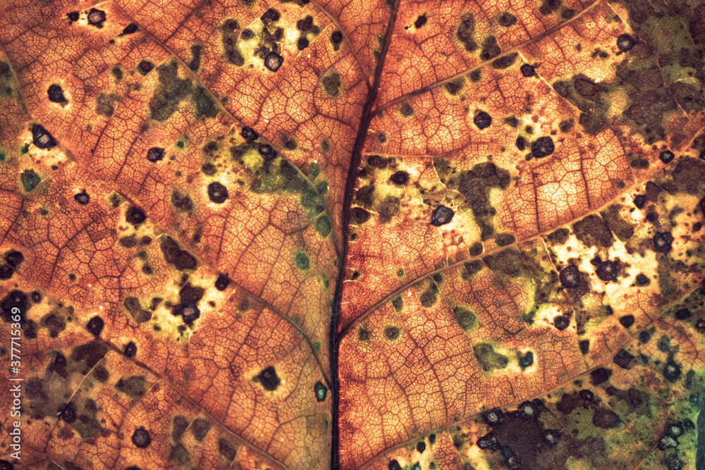 Poster close up detail of a brown leaf plant. beautiful background pattern for design. macro photography vi