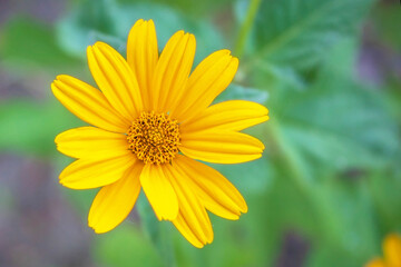 Yellow flower on green background. Lone flower. Flower with yellow petals