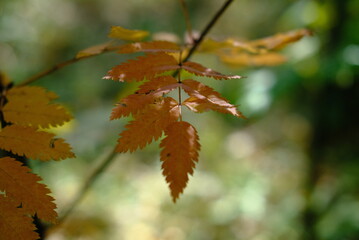 leaves