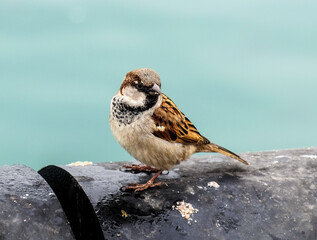 Little sparrow bird standing on a black metal pipe