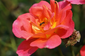 Fototapeta na wymiar insekt auf der pink Blume