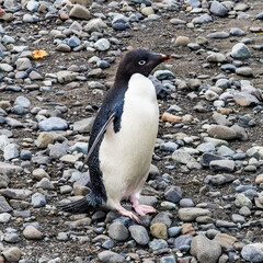 Fototapeta premium Adelie Penguin Frei Station Antarctica