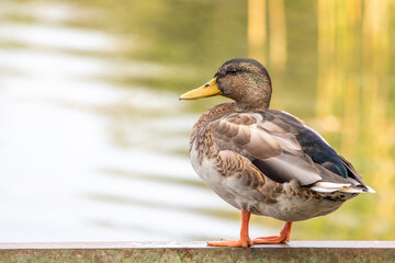 male mallard stands on a railing at a lake