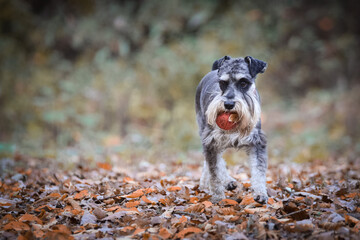 Schnauzer is running in nature around are leaves. She is so cute dog.