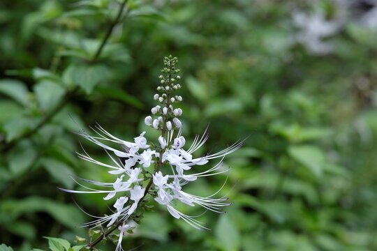 Orthosiphon Aristas it is known as Java Tea or Cats whiskers. 