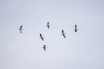 some cranes fly high in the sky