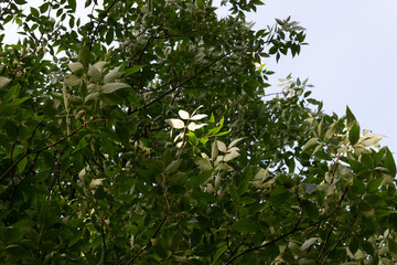 Lightened with sun ash tree leaf among dark green foliage with blue sky