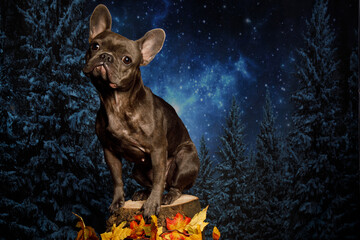 Französiche Bulldoge Herbstaufnahme