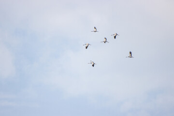 Obraz premium some cranes fly high in the sky