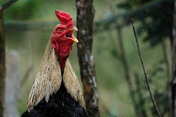 The great cock. chickens in the village, close-up. white beautiful cock.