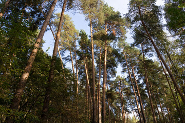 Fototapeta premium Pine trees trunks growing with different angles in autumn forest with blue sky