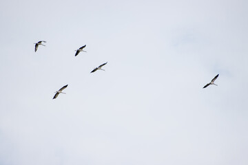 Fototapeta premium some cranes fly high in the sky