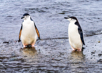 Chinstrap Penguins Frei Station Antarctica