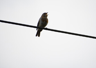 A single moulting Robin fledgling singing on an electrical wire on a sunny day