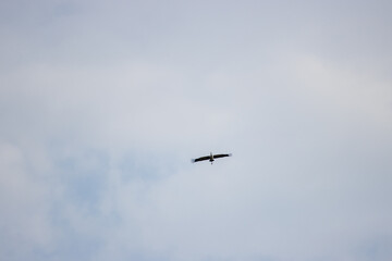 some cranes fly high in the sky