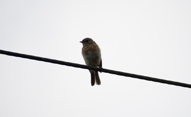 Fledgling Robin developing adult plumage, perched on a wire on an autumn morning