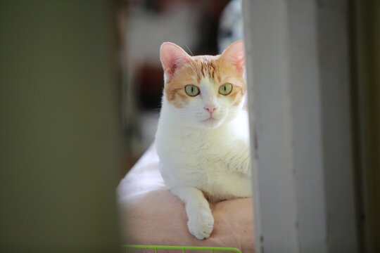 curious cat peek to you