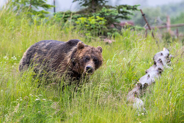 Alaska Brown Bear