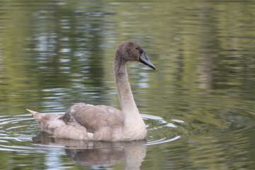 brown swan swimming on a pond