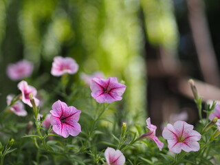 Wave pink Cascade color, Family name Solanaceae, Scientific name Petunia hybrid Vilm Large petals single layer Grandiflora Singles flower in plastic pot blooming in garden on blurred nature background