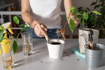 woman planting a young houseplant in a white pot, standing on a table with garden tools. ficus benjamin. Home decor concept.