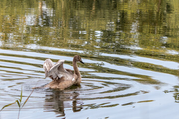 brown swan swimming on a pond
