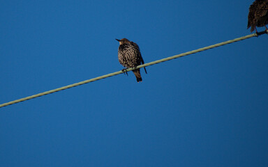 Moulting Starling Flegdlings on a an electrical wire with a very blue sky 