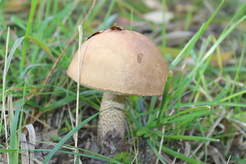 mushroom in the grass