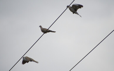 Three Collared Doves flying on and off an electrical wire on a dull. autumnal day. 