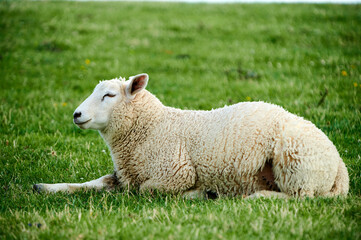 Naklejka na ściany i meble Ein Schaf liegt entspannt auf dem Deich