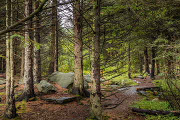 forest in autumn