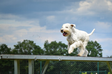 Crazy white dog is running in agility park on dog walk. She teachs new thing for competition.
